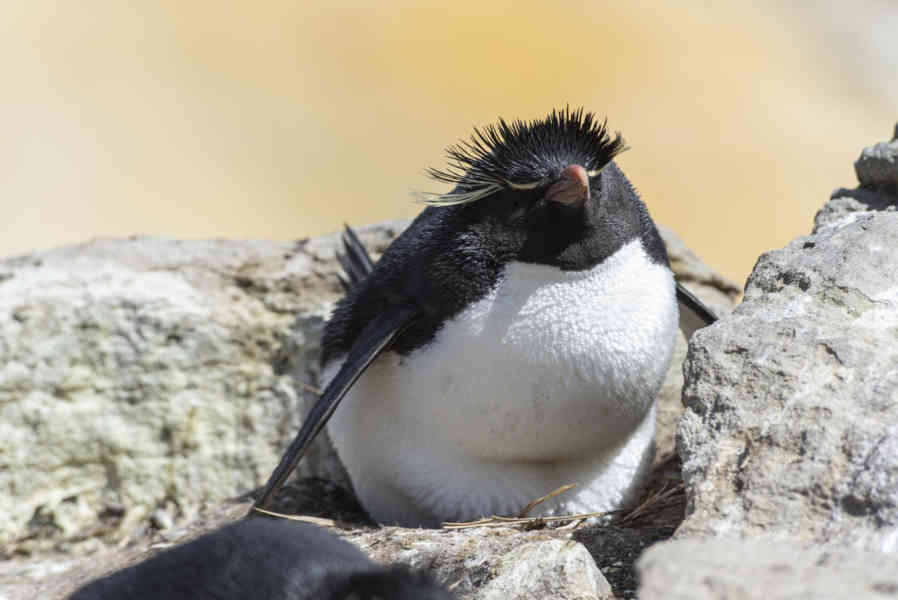 Pingüino Rockhopper - islas Falkland o Malvinas 15.jpg